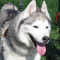 IXTED, chien à adopter