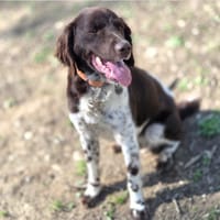 SPIKY réservé, chien à adopter