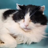MINOU QCT, chat à adopter