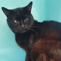 OLA CHA, chat à adopter