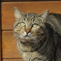 Bouriquet, chat à adopter