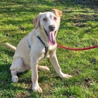 ASTERIX, chien à adopter