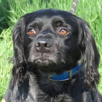 EZIO, chien à adopter