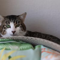 SMILE, chatte à adopter