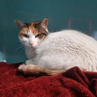 PEPITTA, chatte à adopter