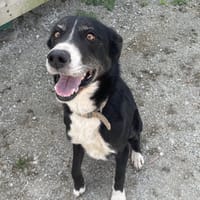 ROMY, chienne à adopter