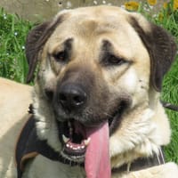 TANATOS, chien à adopter