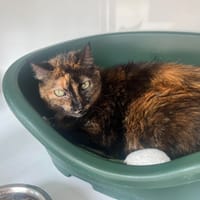 GABRIELA, chatte à adopter