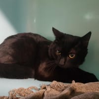 RESCUE, chatte à adopter