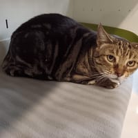 THETYS, chatte à adopter