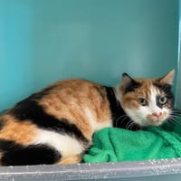 ANKARA, chatte à adopter