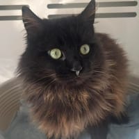 TANGUY, chat à adopter