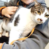 TIZI, chat à adopter