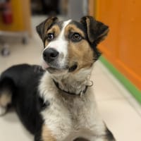 OWEN, chien à adopter