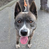 TYSON, chien à adopter
