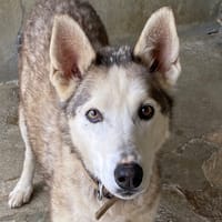 INDY, chienne à adopter