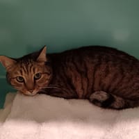 TAMINO, chat à adopter