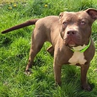 PRIMERA, chienne à adopter