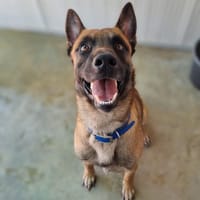 Simba, chien à adopter