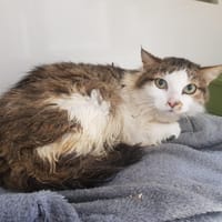 NALA, chatte à adopter