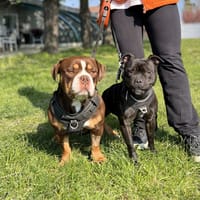 CHOCO &amp; VINNY, chien à adopter