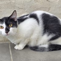 IMAN, chat à adopter
