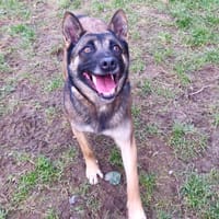 TEASY, chienne à adopter