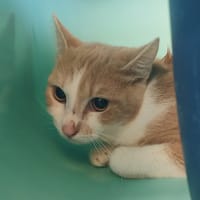 CALINOU, chat à adopter