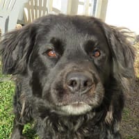 TOM, chien à adopter