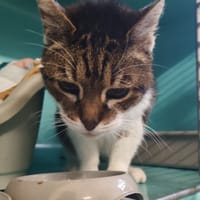 KAPA, chat à adopter