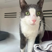 MAX, chat à adopter