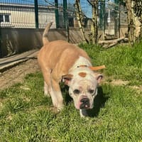 USKO, chien à adopter