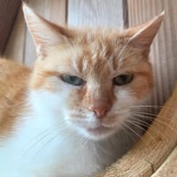 KETA QCT, chatte à adopter