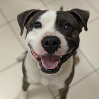 FORREST, chien à adopter