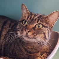 UNAN QCT, chatte à adopter