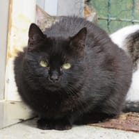 Bloock, chatte à adopter