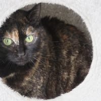 Lolita, chatte à adopter