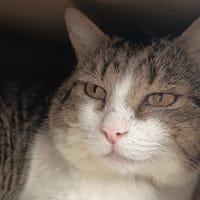 FOIN C, chat à adopter