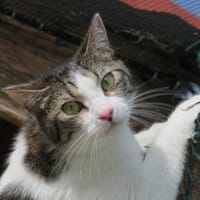 Charabia, chatte à adopter