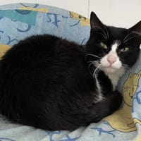 FALIE(En cours d'adoption), chatte à adopter