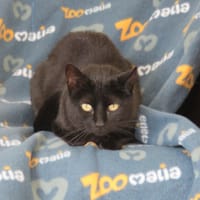 Blink, chatte à adopter