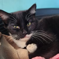 GEBLANGE QCT, chat à adopter