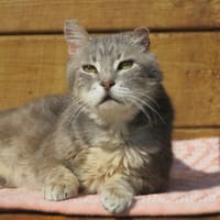 Gunnolf, chat à adopter