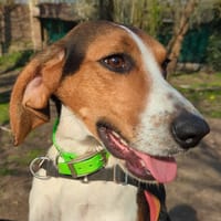 SANGLIER, chien à adopter