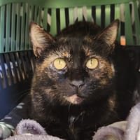 MONIQUE QCT, chatte à adopter
