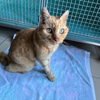 georgy, chat à adopter