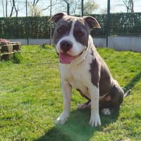 IWA, chien à adopter