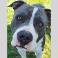 IWA, chien à adopter