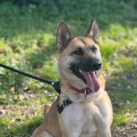 ATHENA, chienne à adopter