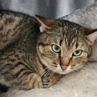 KRANEDUR QCT, chat à adopter